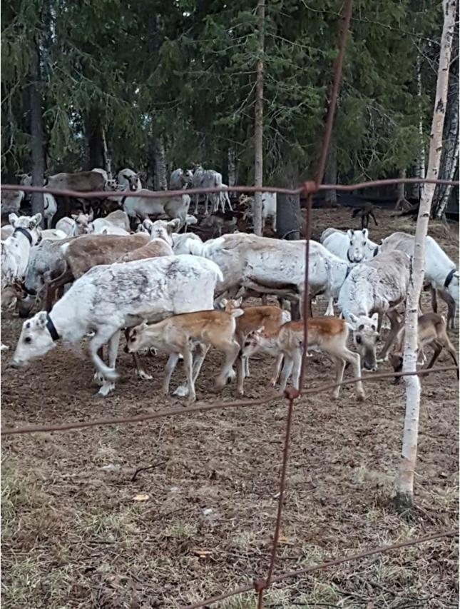 Luppokumpu Villa Kuivasalmi Bagian luar foto